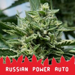 Russian Power Auto, Фасовка: 10